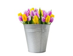 Bouquet of purple yellow tulips in a bucket isolated on a white background