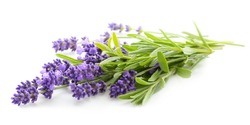 Lavender flowers bundle on a white background.