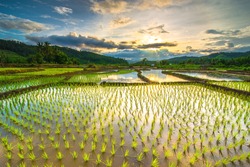 Beautiful rice fields