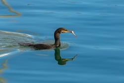 Great cormoran  eating a fish in the sea