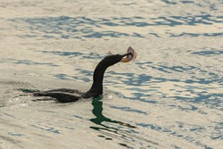 Great cormoran  eating a fish in the sea