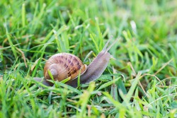 Snail on the wet grass after rain