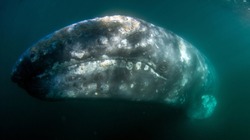 Gray Whale in Magdalena Bay