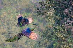 The male peacock and the female are flying up to eat fruit on the tree.