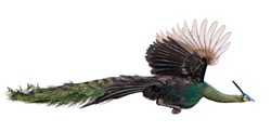 Male Thai peacock flying on a white background