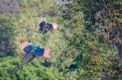 The male and the female peacock are flying up to the tree in nature