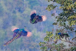 A male peacock follows a female peacock flying up to the tree.