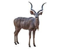 greater kudu on white background.