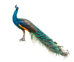 Indian peafowl, Blue peafowl on a white background.