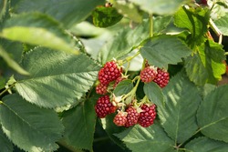 beautiful bunch of blackberries. red unripe berries close up on a background of green leaves. soft focus.