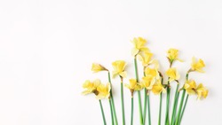 long floral banner. beautiful bouquet of fresh daffodils of yellow color on a white background. simple holiday spring greeting card, invitation card. space for text, minimalistic composition.