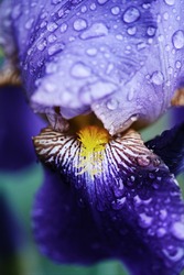 beautiful raindrops on purple iris flower. flower close-up in macro photography. natural background in dark tinted, spring concept. blurry, selective focus.