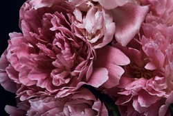 large peony flowers close-up on a dark background. color petals painted in dusty pink color in macro photo. moody floral, dark key.