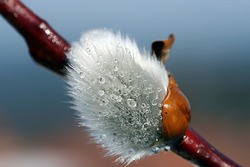 Dewdrops on a pussy willow