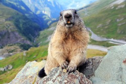 An Alpine marmot in the mountains shows its teeth