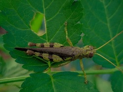 beautiful and beautiful grasshopper  in green leaf