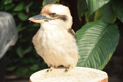 Beautiful and cool Kookaburra bird
