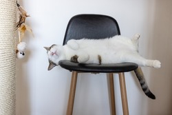 Cute fat domestic cat sleeping on leather bar chair next to big sisal scratching post happy and reaxed. Cat scratchers, climbing poles for cat claws and leather furniture concept. Selective focus