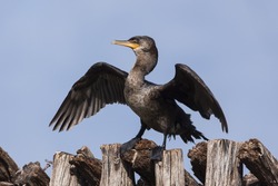 beautiful cormorant , Phalacrocorax brasilianus , spreading wings perched 