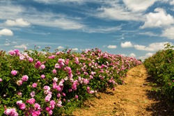 Bulgarian rose valley near Kazanlak. Rose Damascena fields fluffy white clouds in the sky