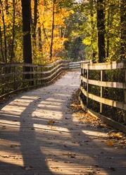 Wooden boardwalk through the forest with autumn leaves