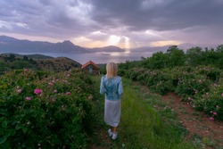 female model standing in rose field with her white dress and blue jacket. Pink roses harvested for making rose oil / Isparta Turkey, Pink rose with buds rain drop in rose fields.
