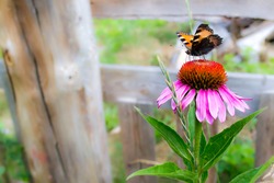 Echinacea bloom, insect pollination, butterfly
