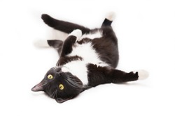Black and white cat on a white background. Cat lying on a back