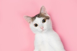 White cat striped on a pink background, funny cat