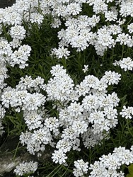 Beautiful white flowers on a bush