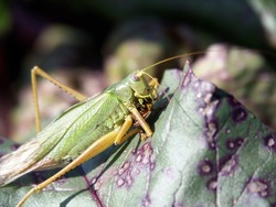 A grasshopper eats a beetle. Two dimensional view.