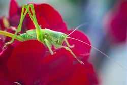 big yellow grasshopper. macro grasshopper. green locust macro. big green insect.