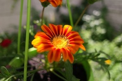 beautiful orange flower. yellow flower in a green pot. bright summer flower. orange petals. Honey Bee on the orange daisy flower or scotch marigold or pot Marigold
