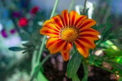 beautiful orange flower. yellow flower in a green pot. bright summer flower. orange petals. Honey Bee on the orange daisy flower or scotch marigold or pot Marigold