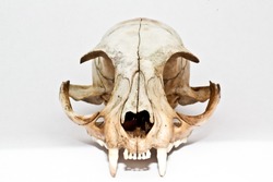 Skull domestic cat on a white background
