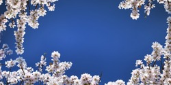 Almond blossom. Spring background. Spain. Altea
