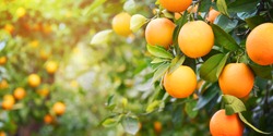 Orange garden