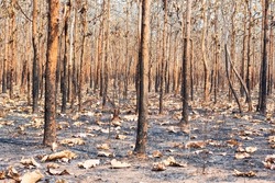 Forests during the dry season, deciduous dipterocarp forests, mixed deciduous forests are burned by forest fires until they are dry and shabby. The causes of global warming and the El Niño phenomenon