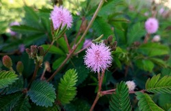 Close up view of beautiful Mimosa pudica or Touch-me-not plant. Mimosa pudica is a tropical shrub that closes it leaves when touched. Commonly known as the Sensitive plant oe Touch-me-not plant. 