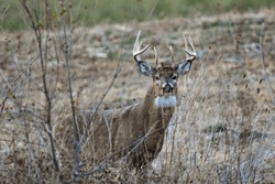 A big buck roaming during the rut season in Iowa