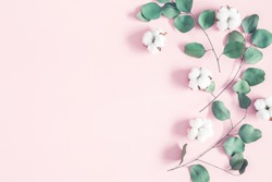 Eucalyptus leaves and cotton flowers on pastel pink background. Flat lay, top view