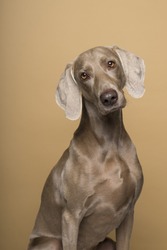 Portrait of female Weimaraner dog on a beige background