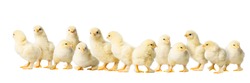 Panorama of many Young fluffy yellow Easter Baby Chickens standing Against White Background