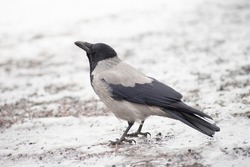 The hooded crow - Corvus cornix - also hoodie or gray grey crow is a Eurasian bird species in the genus Corvus sits on a frozen gound in winter time