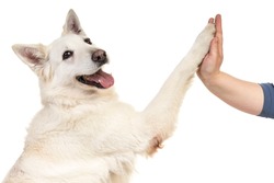 White swiss shepherd dog portrait facing the camera isolated on a white background giving a high five