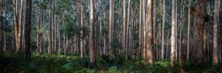 forest pano with straight narrow trees with textured bark and green undergrowth of ferns and bracken at Boranup Forest in Western Australia