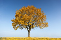Maple tree in autumn with yellow leaves