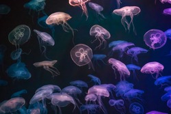 Jellyfish with neon glow light effect in sea aquarium in Sentosa, Singapore