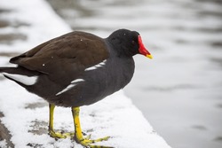 Moorhen on the icy edge of the boating lake of Alexandra Park in London, England