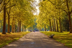 Tree lined street in Hyde Park London, autumn season